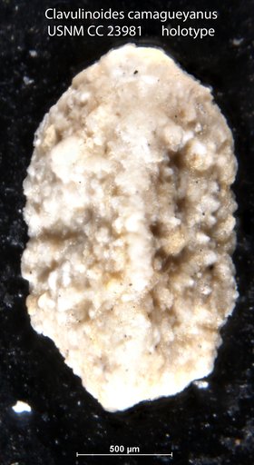 Clavulinoides camagueyanus Bermúdez, 1937