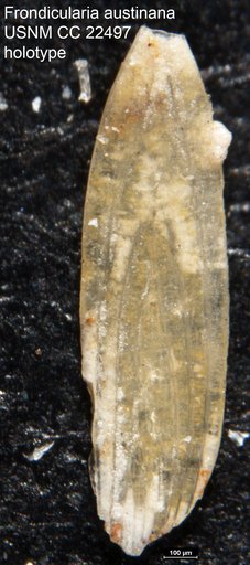 Frondicularia austinana Cushman, 1936