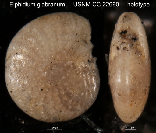 Elphidium glabratum Cushman, 1939