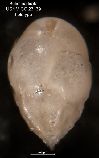 Bulimina lirata Cushman & Parker, 1936