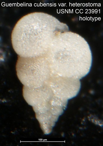 Guembelina cubensis var. heterostoma Bermudez, 1937