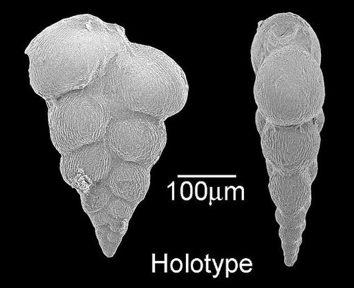 Guembelina planata Cushman, 1938