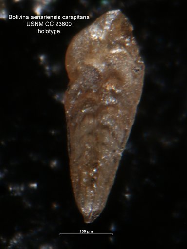 Bolivina aenariensis var. carapitana Hedberg, 1937