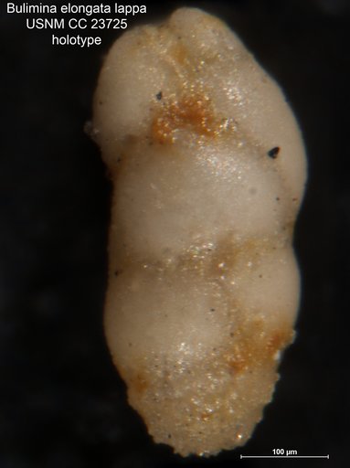 Bulimina elongata var. lappa Cushman & Parker, 1937