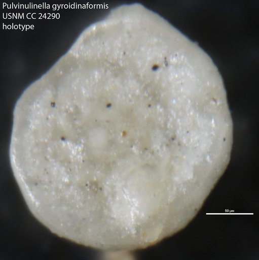 Pulvinulinella gyroidinaformis Cushman & Goudkoff, 1938