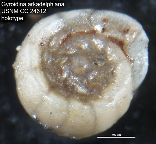 Gyroidina arkadelphiana Cushman, 1938