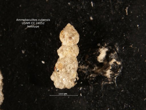 Ammobaculites cubensis Cushman & Bermúdez, 1937