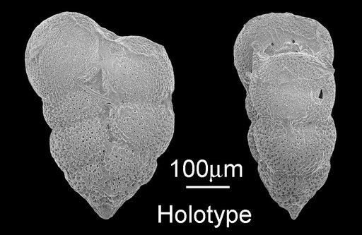 Guembelina punctulata Cushman, 1938