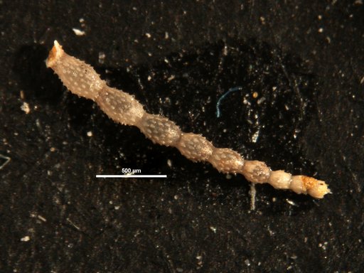 Ellipsonodosaria alexanderi var. impensia Cushman, 1938