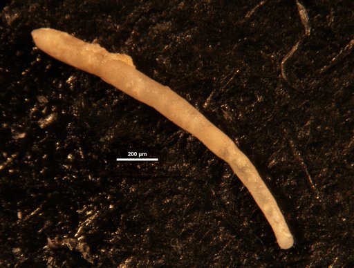 Nodosarella texana Cushman, 1938
