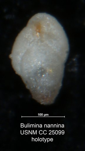 Bulimina nannina Tappan Loeblich, 1940