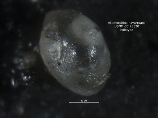 Allomorphina navarroana Cushman, 1936