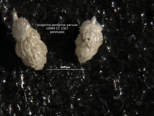 Uvigerina peregrina var. parvula Cushman, 1923
