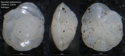 Eponides alabamensis Cushman & McGlamery, 1938