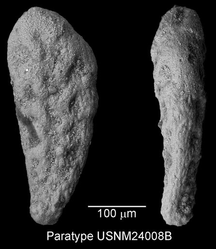 Bolivinoides austinana Cushman, 1937