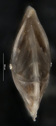 Robulus navarroensis var. extruatas Cushman, 1938