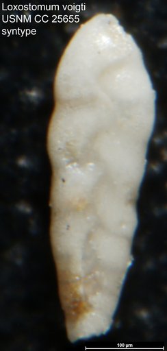 Loxostomum voigti Brotzen, 1936