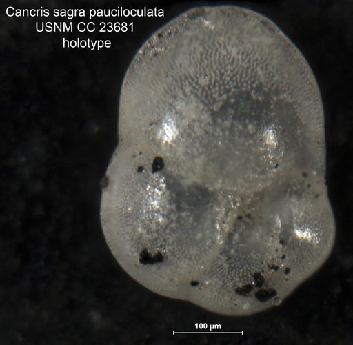 Cancris sagra var. pauciloculata Cushman & McGlamery, 1938