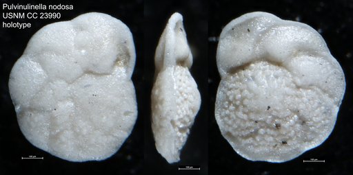 Pulvinulinella nodosa Bermúdez, 1937