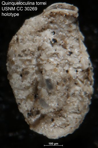 Quinqueloculina torrei Acosta, 1939