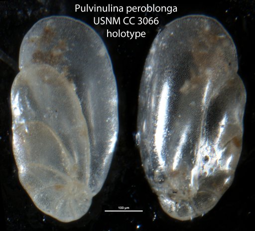 Pulvinulina peroblonga Cushman, 1924