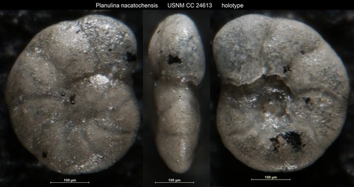 Planulina nacatochensis Cushman, 1938