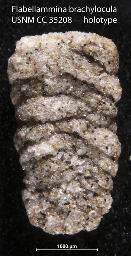 Flabellammina brachylocula Tappan, 1941