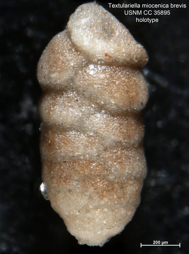 Textulariella miocenica var. brevis Cushman & Renz, 1941