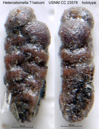 Heterostomella ? halconi Hedberg, 1937