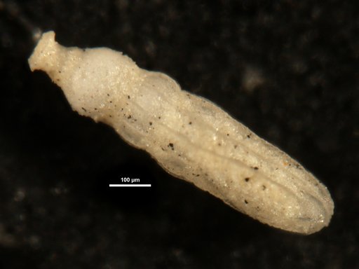 Ellipsonodosaria modesta var. prolata Cushman & Bermudez, 1937