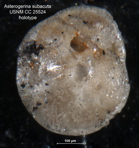 Asterigerina subacuta Cushman, 1922