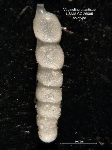 Vaginulina atlantisae Cushman, 1939
