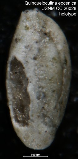 Quinqueloculina eocenica Cushman, 1939