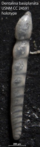 Dentalina basiplanata Cushman, 1938