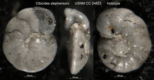 Cibicides stephensoni Cushman, 1938