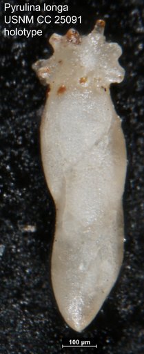 Pyrulina longa Tappan, 1940