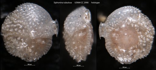 Siphonina tubulosa Cushman, 1924