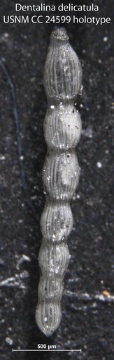 Dentalina delicatula Cushman, 1938