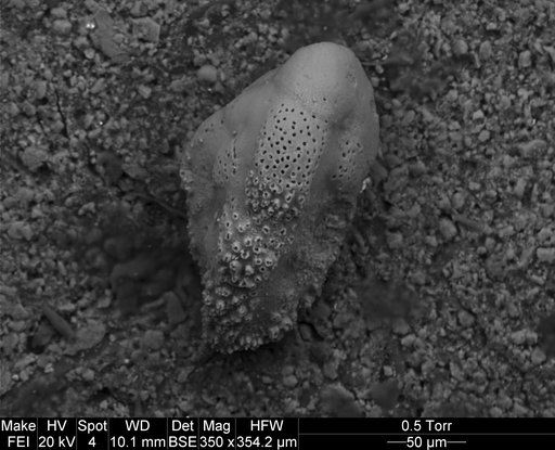 Pseudouvigerina plummerae Cushman, 1927