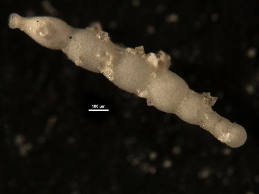 Nodogenerina havanensis Cushman & Bermudez, 1937