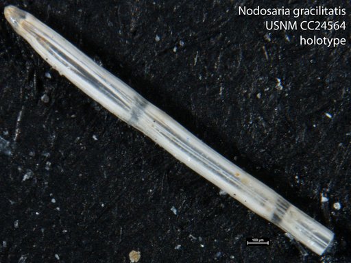 Nodosaria gracilitatis Cushman, 1938