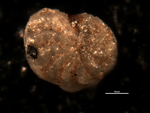 Elphidium panamense Cushman, 1936