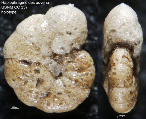 Haplophragmoides advena (Cushman, 1925)
