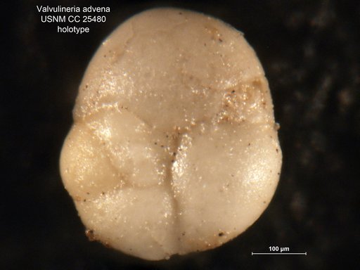Valvulineria advena Cushman & Siegfus, 1939