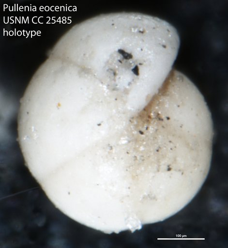 Pullenia eocenica Cushman & Siegfus, 1939