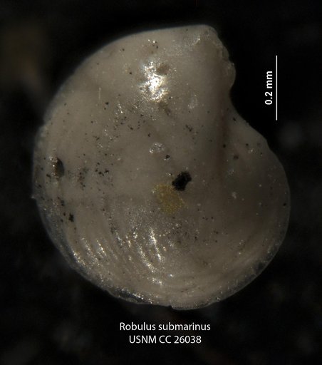 Robulus submarinus Cushman, 1939