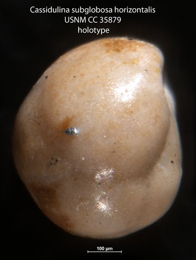 Cassidulina subglobosa var. horizontalis Cushman & Renz, 1941