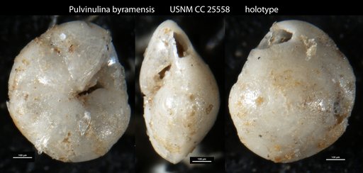 Pulvinulina byramensis Cushman, 1922