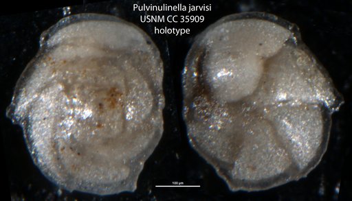 Pulvinulinella jarvisi Cushman & Renz, 1941