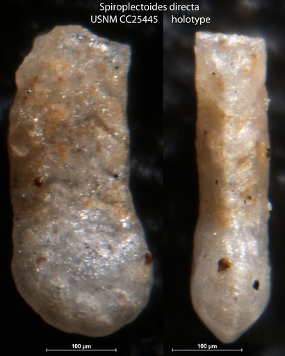 Spiroplectoides directa Cushman & Siegfus, 1939
